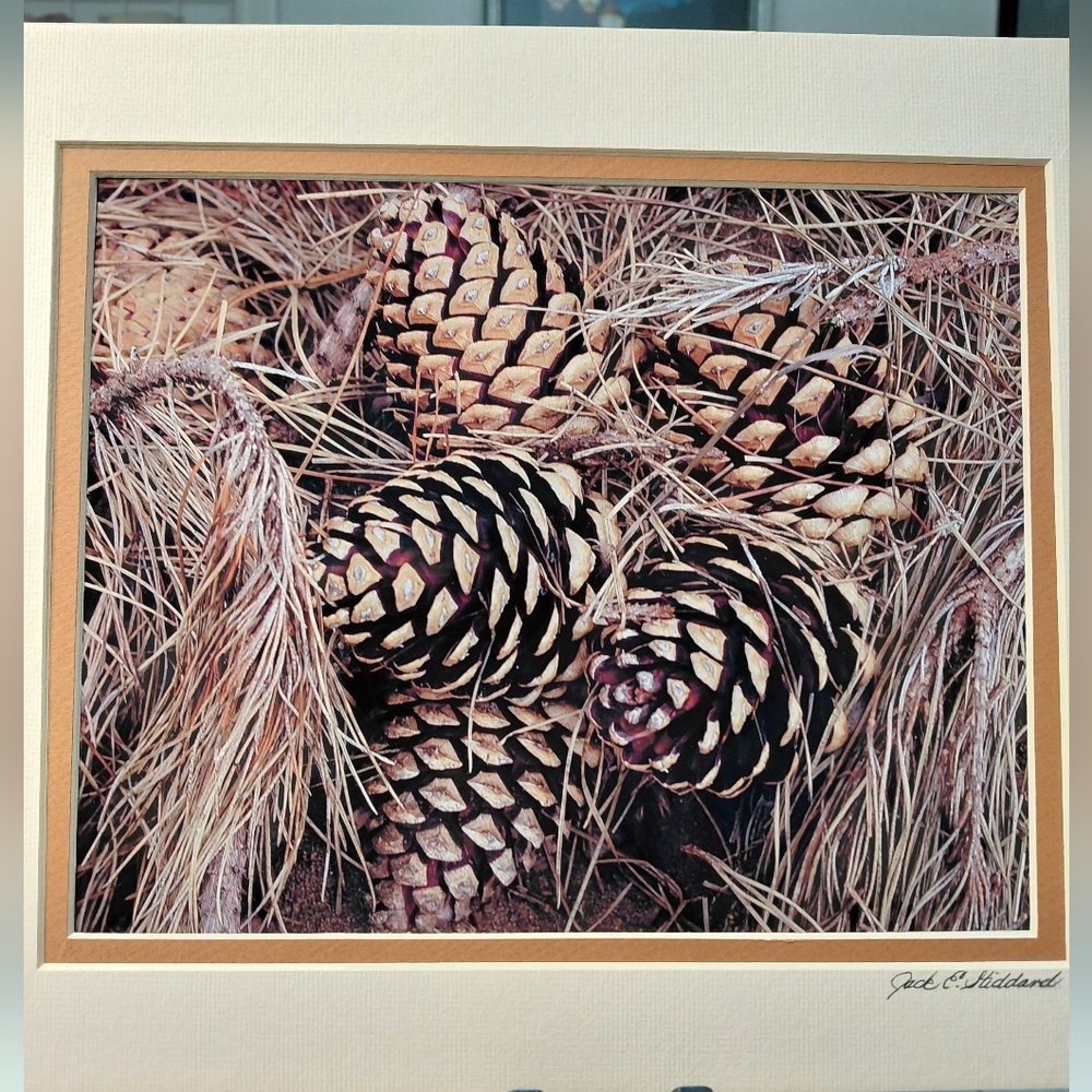Rustic Pine Cone Art Photo By Jack E. Stiddard 8x10 Photo/11x14 Mat